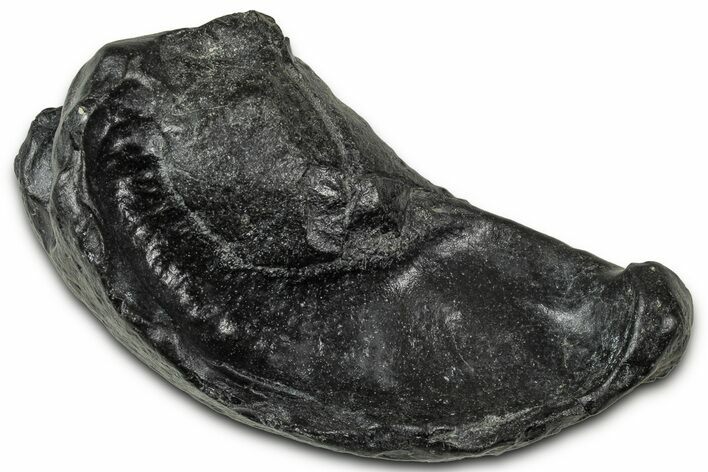Large Fossil Whale Ear Bone - South Carolina #346976